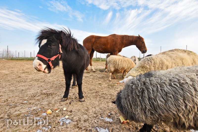 Dziś zwierzęta mają głos zdjęcie nr 217041
