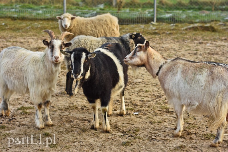 Dziś zwierzęta mają głos zdjęcie nr 217033