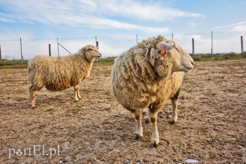 Dziś zwierzęta mają głos zdjęcie nr 217022