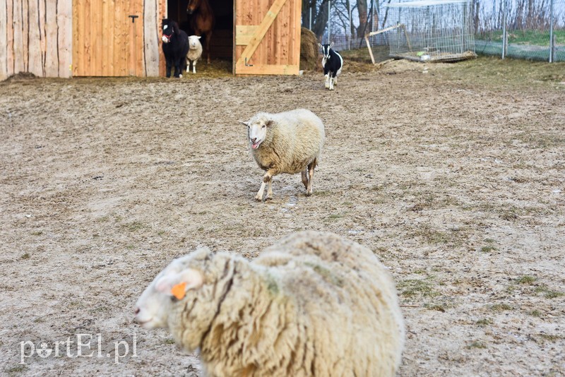 Elbląg Dziś zwierzęta mają głos