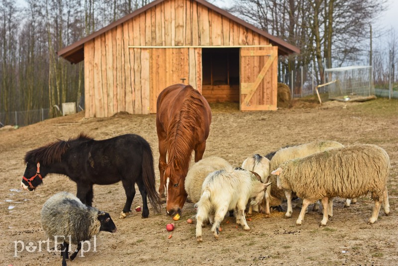 Dziś zwierzęta mają głos zdjęcie nr 217037