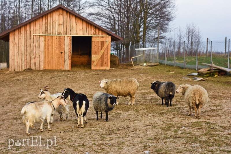 Dziś zwierzęta mają głos zdjęcie nr 217029