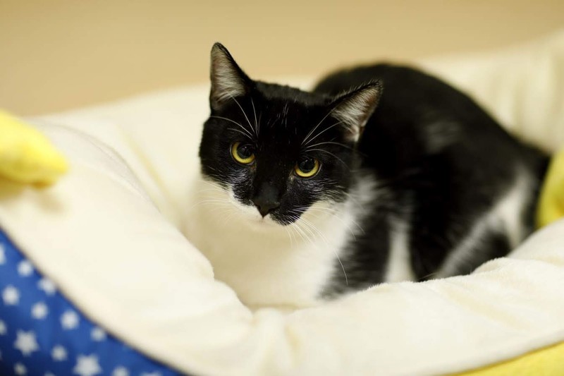 Galeria pod psem i kotem (Odc.81) zdjęcie nr 217203