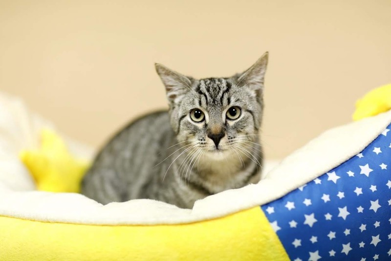 Galeria pod psem i kotem (Odc.81) zdjęcie nr 217200