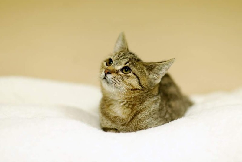 Galeria pod psem i kotem (Odc.82) zdjęcie nr 217410