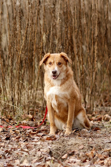 Galeria pod psem i kotem (Odc.82) zdjęcie nr 217402
