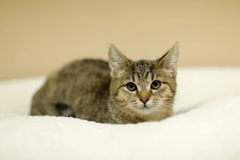 Galeria pod psem i kotem (Odc.82) zdjęcie nr 217408