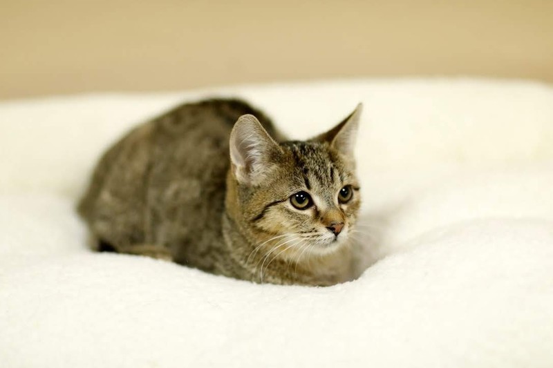 Galeria pod psem i kotem (Odc.82) zdjęcie nr 217407