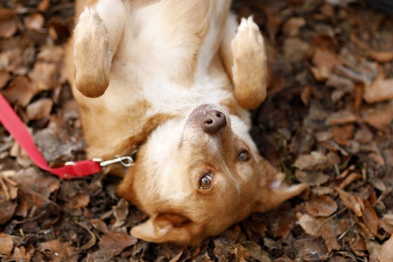 Galeria pod psem i kotem (Odc.82) zdjęcie nr 217403