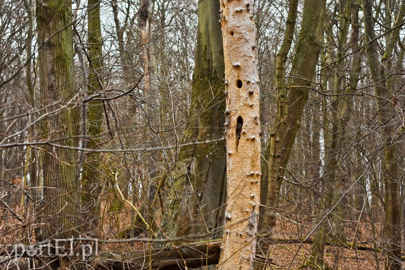 Nowe atrakcje na starej ścieżce zdjęcie nr 219873