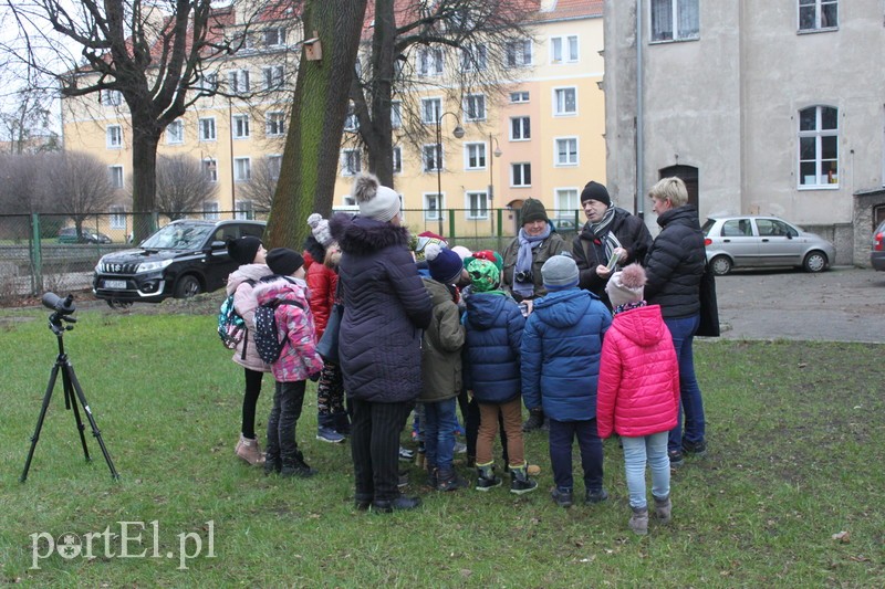 Wielkie liczenie ptaków zdjęcie nr 219901