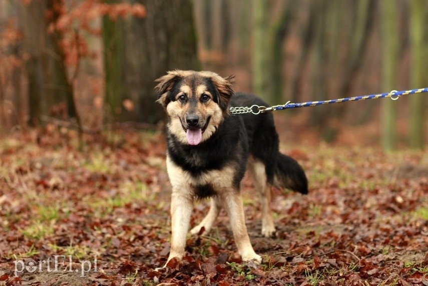Galeria pod psem i kotem (Odc.90) zdjęcie nr 221341
