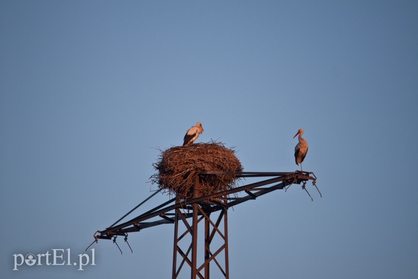 Elbląg Wróciły do nas bociany! Dzisiaj mają swoje święto