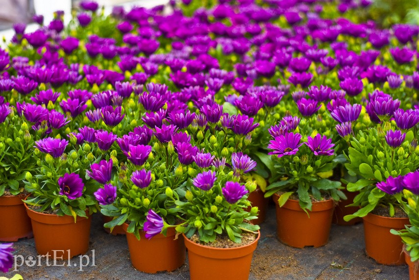 Konkurs. Piękne bratki na balkon i do ogrodu zdjęcie nr 222513