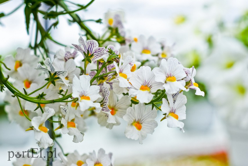 Konkurs. Piękne bratki na balkon i do ogrodu zdjęcie nr 222509