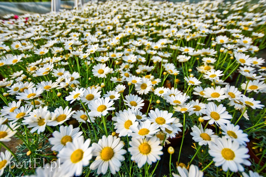 Elbląg Konkurs. Piękne bratki na balkon i do ogrodu