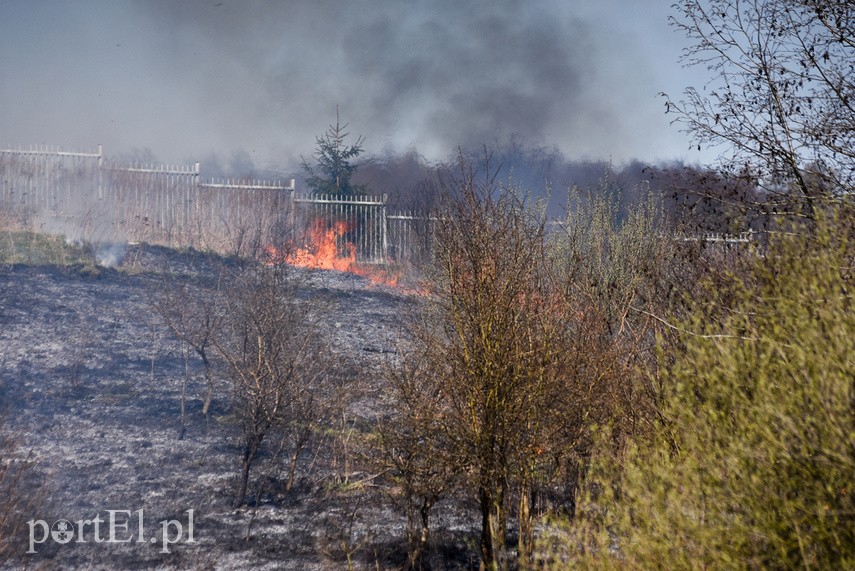 Pożar traw pod cmentarzem Dębica zdjęcie nr 222792