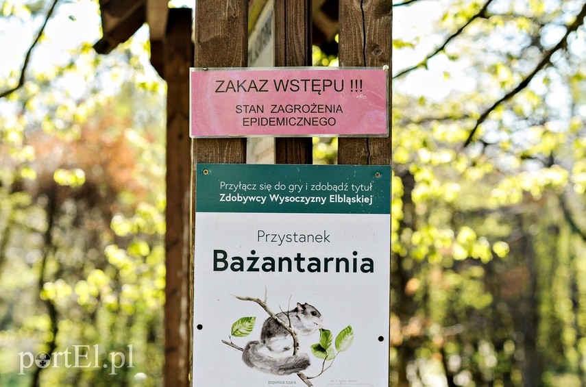 Lasy otwarte, ale bardzo suche zdjęcie nr 223059