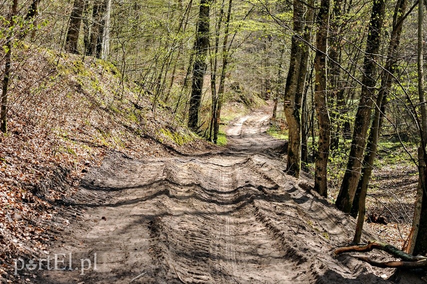 Remont szlaku czerwonego w Bażantarni zdjęcie nr 223138