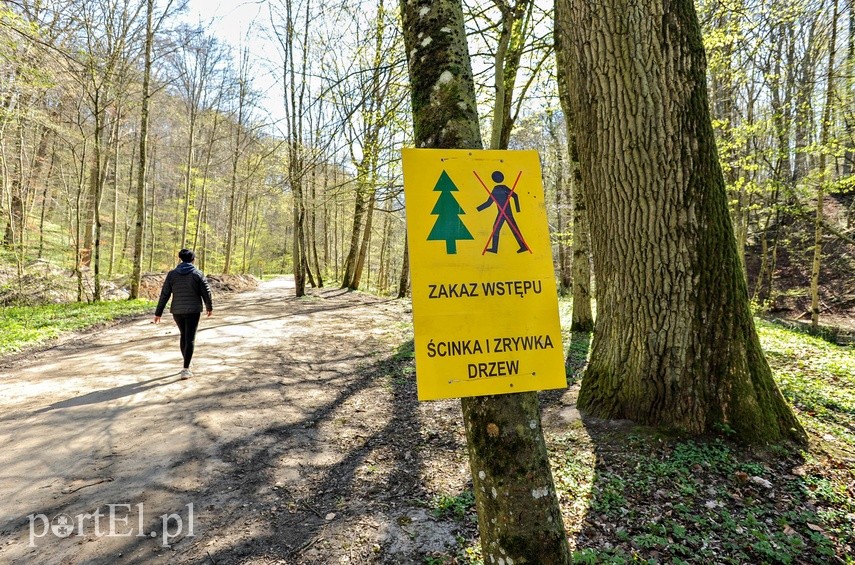 Elbląg Remont szlaku czerwonego w Bażantarni