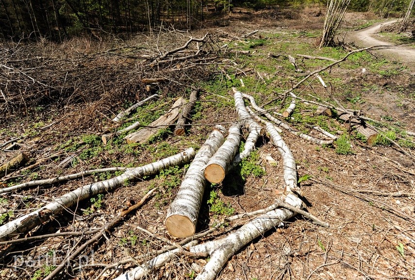 Wycinka w Bażantarni zdjęcie nr 223557