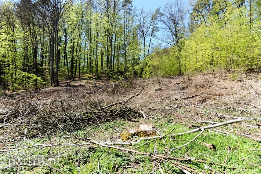 Wycinka w Bażantarni zdjęcie nr 223554