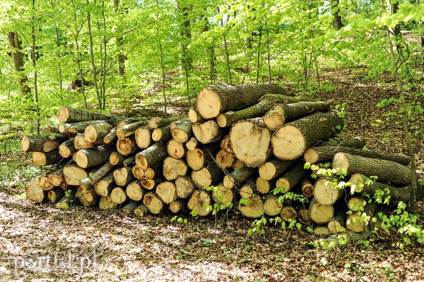 Elbląg Wycinka w Bażantarni