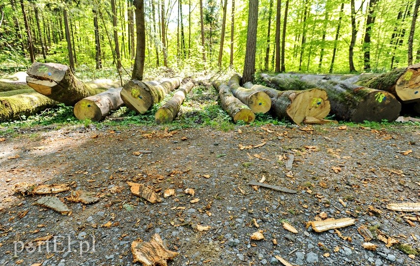 Wycinka w Bażantarni zdjęcie nr 223547