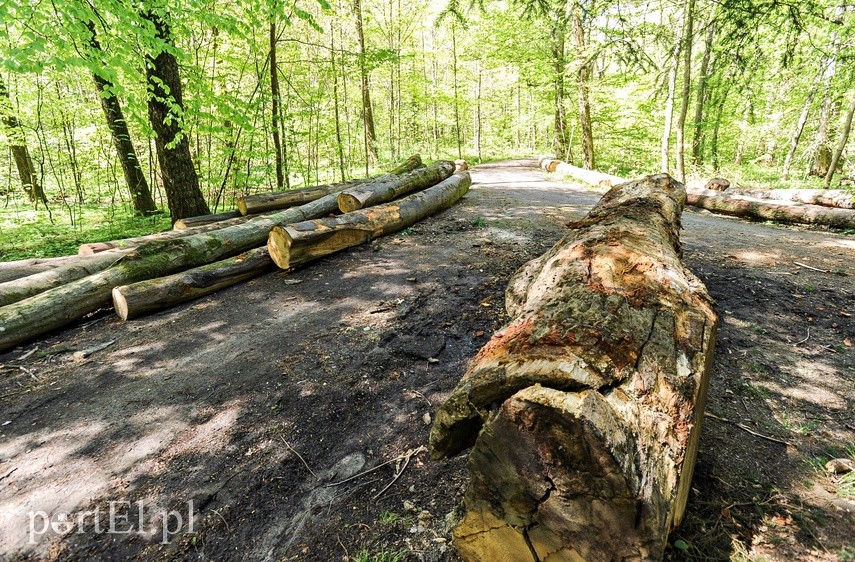 Wycinka w Bażantarni zdjęcie nr 223544