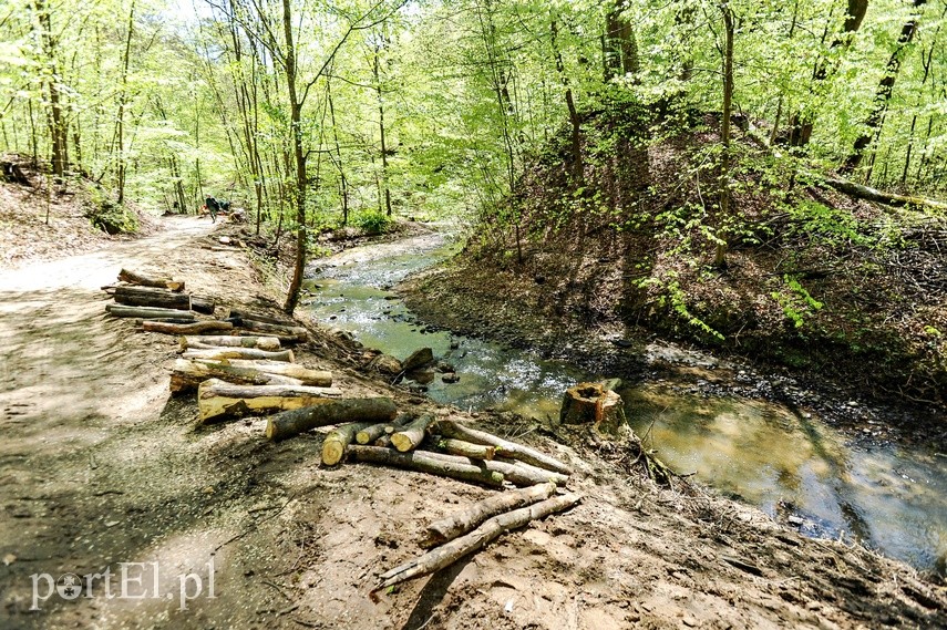 Wycinka w Bażantarni zdjęcie nr 223561