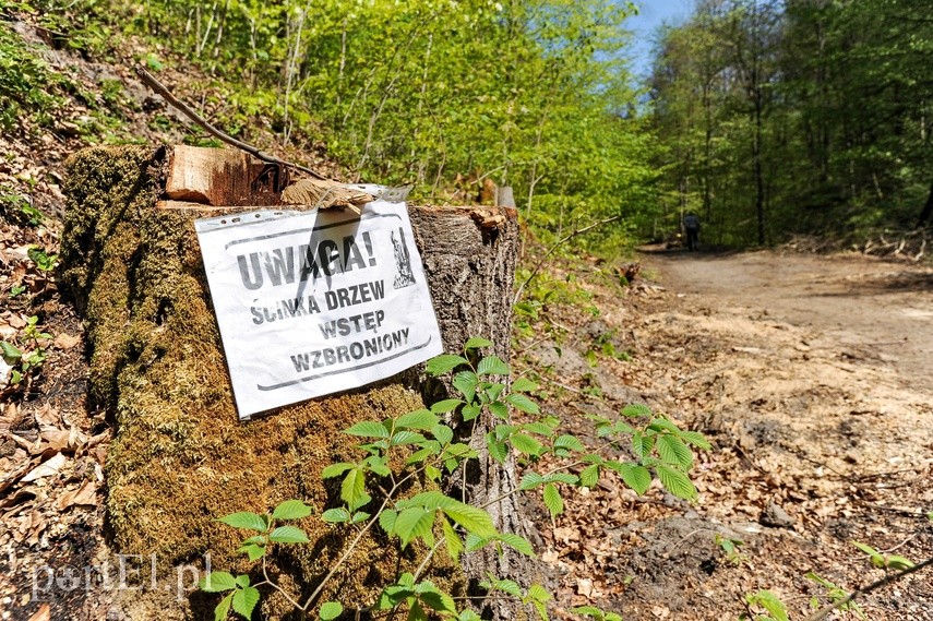 Wycinka w Bażantarni zdjęcie nr 223563