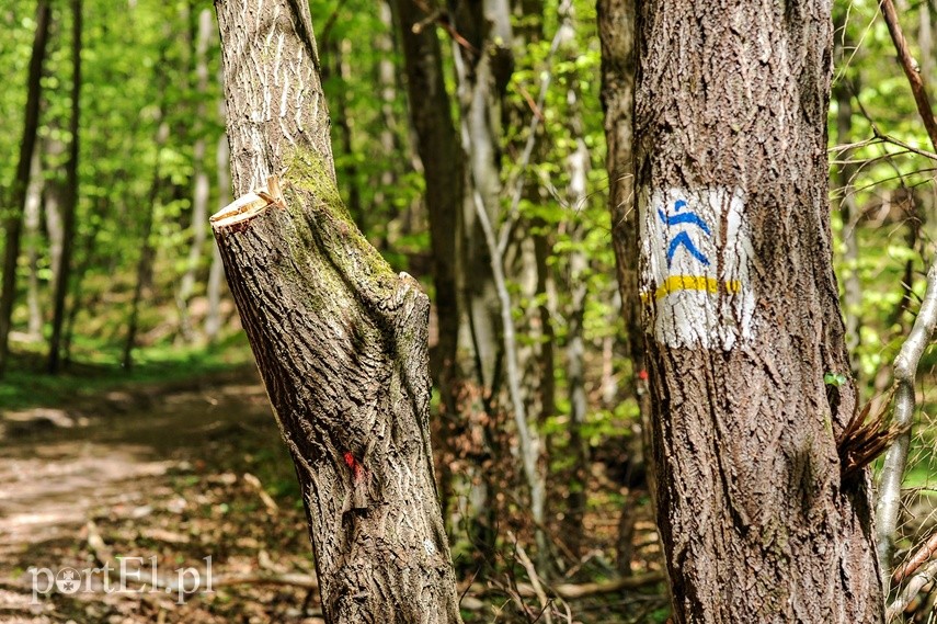 Wycinka w Bażantarni zdjęcie nr 223551