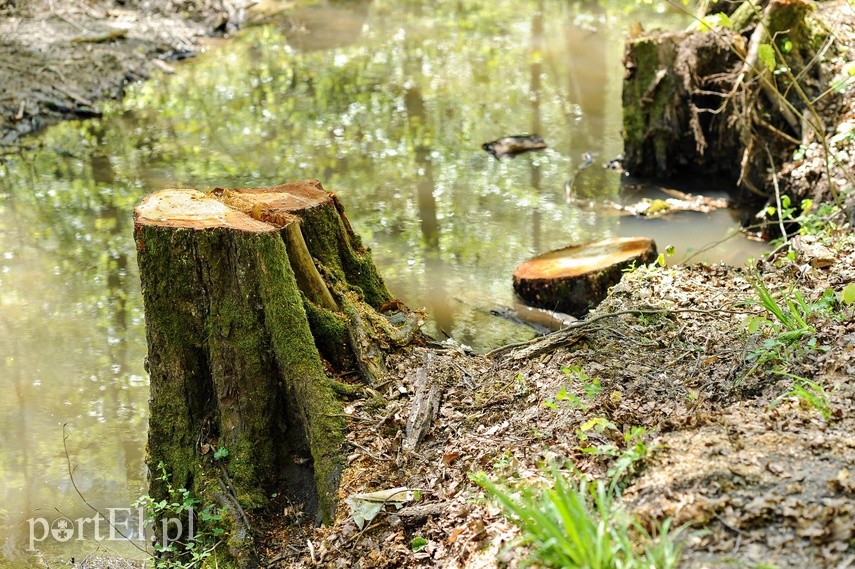 Wycinka w Bażantarni zdjęcie nr 223562