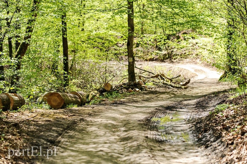 Wycinka w Bażantarni zdjęcie nr 223558