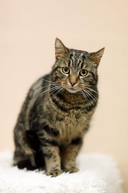 Elbląg Galeria pod psem i kotem - odcinek 99