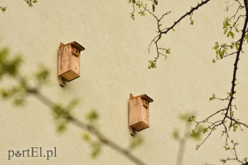 Więcej jerzyków zdjęcie nr 223745