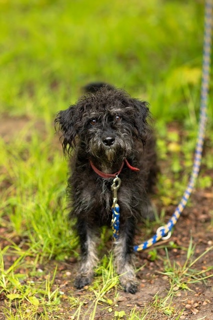 Elbląg Galeria pod psem i kotem - odcinek 100
