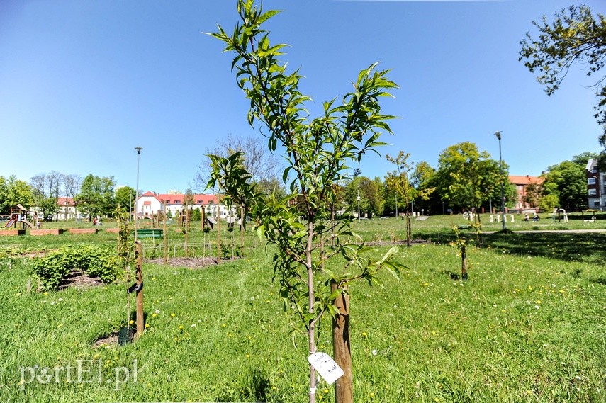 Warzywna enklawa w środku miasta zdjęcie nr 223995