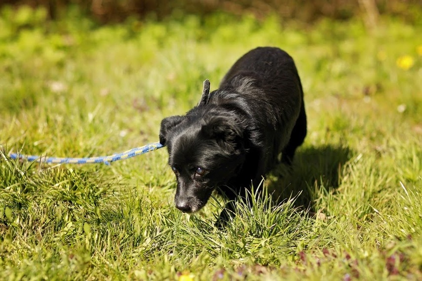 Elbląg Galeria pod psem i kotem - odcinek 101