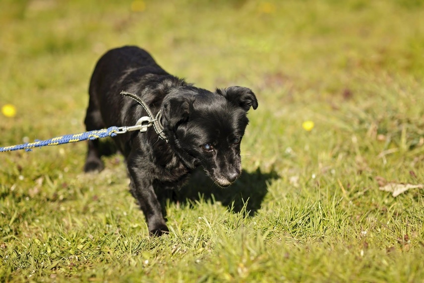 Galeria pod psem i kotem - odcinek 101 zdjęcie nr 224006