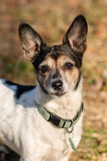 Elbląg Galeria pod psem i kotem - odcinek 102