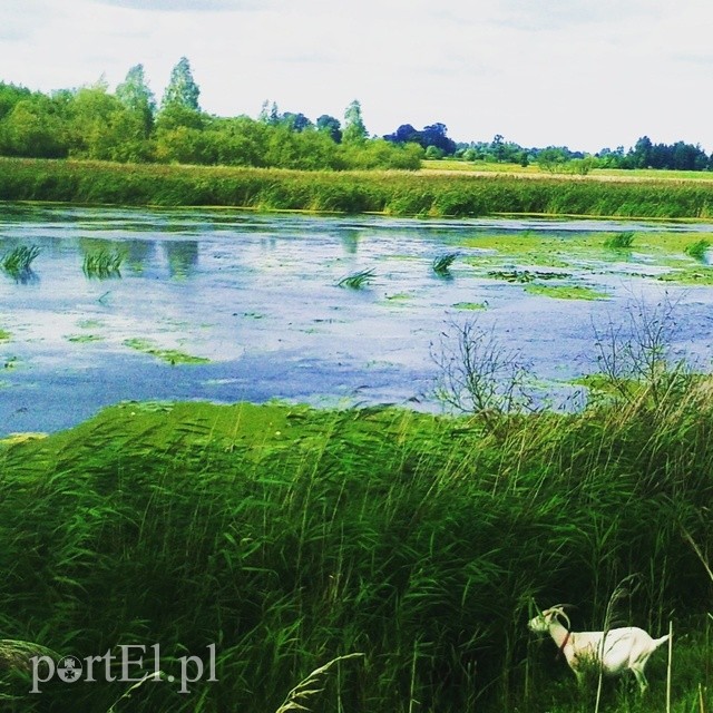 Wycieczka rowerowa na Kępę Rybackę zdjęcie nr 224157