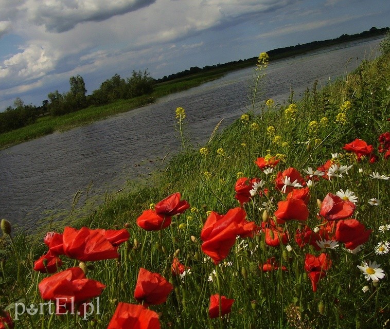Wycieczka rowerowa na Kępę Rybackę zdjęcie nr 224152