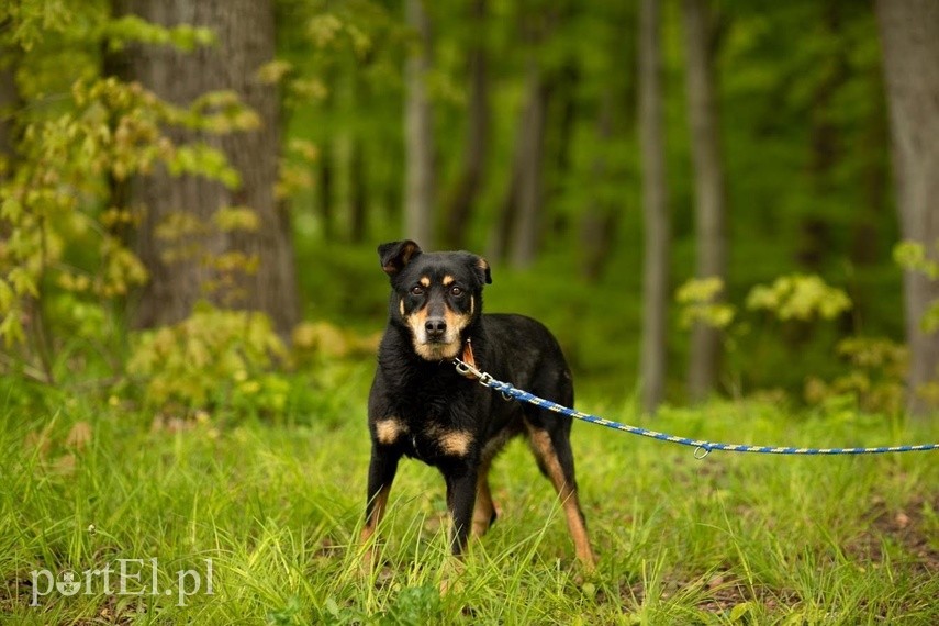 Elbląg Galeria pod psem i kotem - odcinek 105