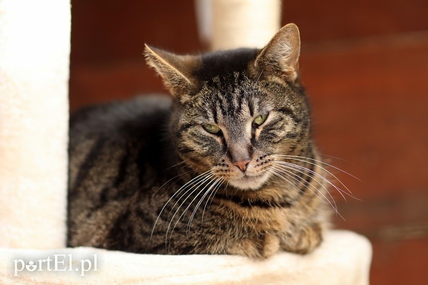 Elbląg Galeria pod psem i kotem - odcinek 108