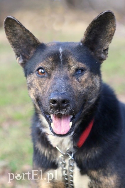 Elbląg Galeria pod psem i kotem - odcinek 109