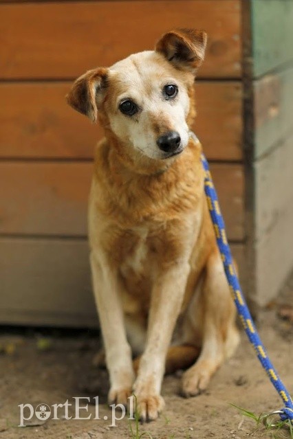 Elbląg Galeria pod psem i kotem - odcinek 110