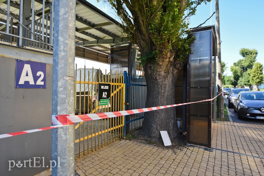 Elbląg Uwaga na pszczoły przy stadionie