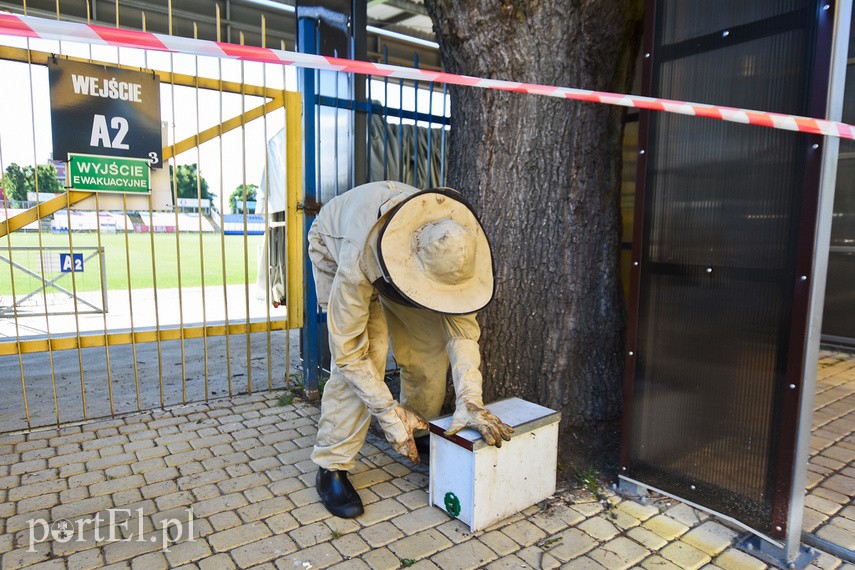 Uwaga na pszczoły przy stadionie zdjęcie nr 226990
