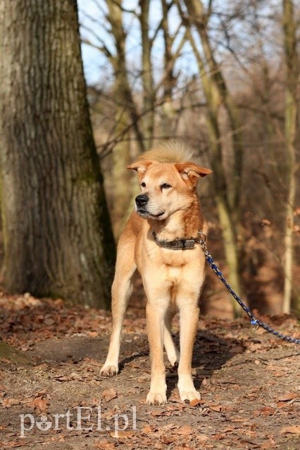 Elbląg Galeria pod psem i kotem  (odc.111) 